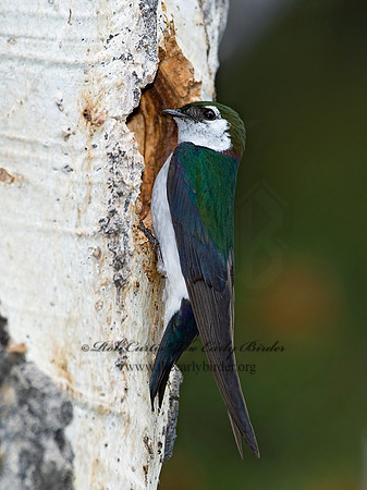 7010946 Violet Green Swallow