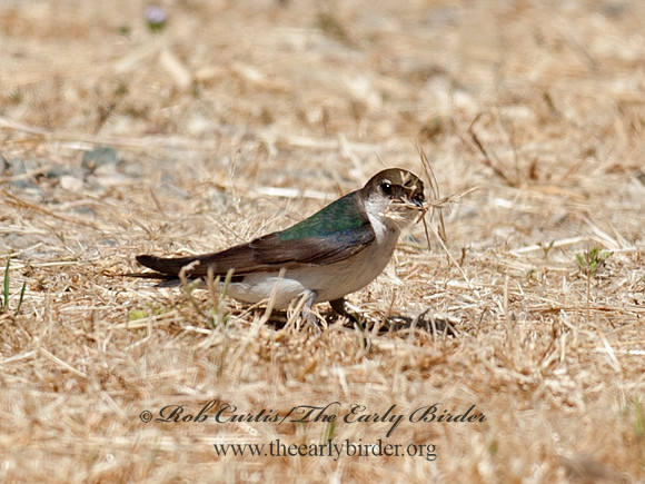 Tachycineta thalassina  VIOLET GREEN SWALLOW 8036656