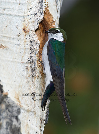 7010948 Violet Green Swallow