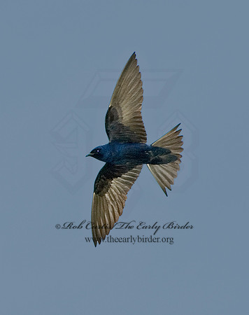 Progne subis  PURPLE MARTIN 5007906s