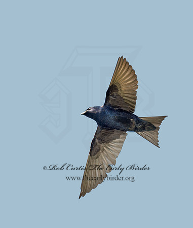 Progne subis  PURPLE MARTIN 9001538