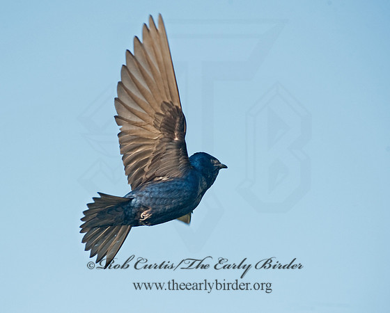 Progne subis  PURPLE MARTIN 8028190