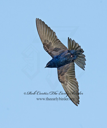Progne subis  PURPLE MARTIN 9001588
