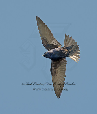 Progne subis  PURPLE MARTIN 9001605