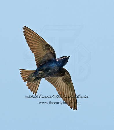 Progne subis  PURPLE MARTIN 9001634