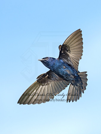 Progne subis  PURPLE MARTIN 9012832