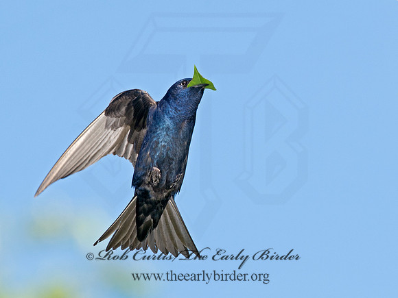 Progne subis  PURPLE MARTIN 9012865