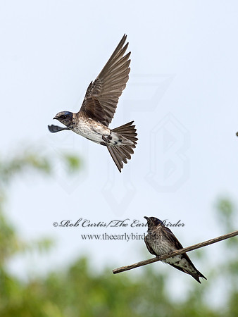 Progne subis  PURPLE MARTIN 9012953