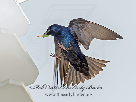 Progne subis  PURPLE MARTIN 9012975