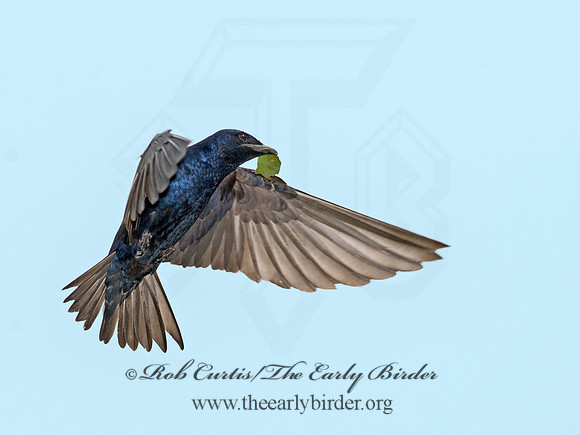 Progne subis  PURPLE MARTIN 9013019