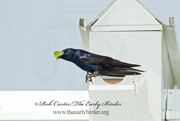 Progne subis  PURPLE MARTIN 5007816