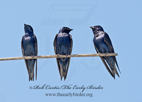 Progne subis  PURPLE MARTIN 9001637