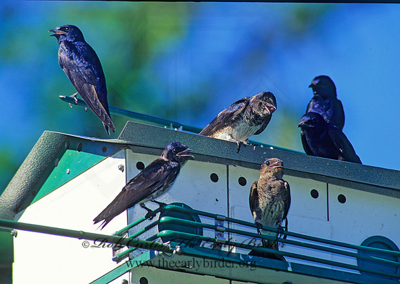 Progne subis  PURPLE MARTIN 135436
