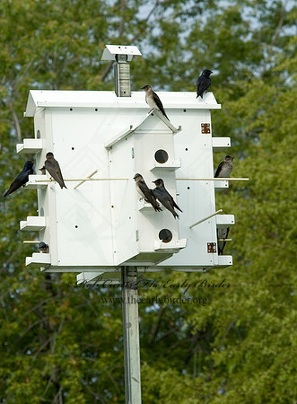 Progne subis  PURPLE MARTIN 5007779