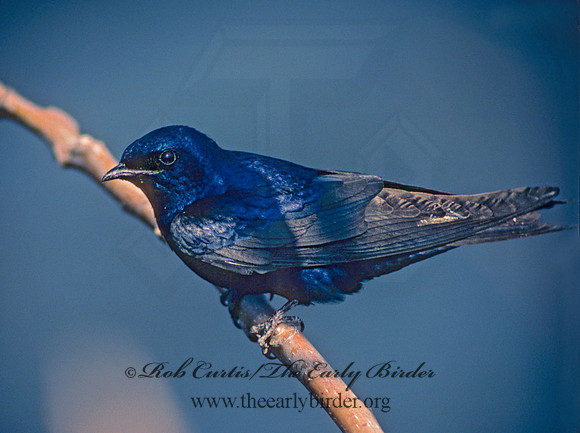 Progne subis  PURPLE MARTIN 27020