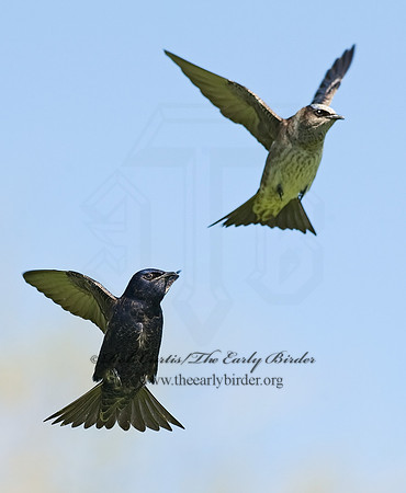 Progne subis  PURPLE MARTIN 8002882