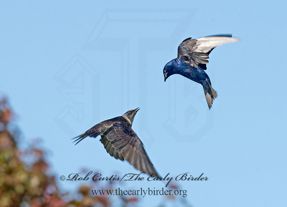 Progne subis  PURPLE MARTIN 9001525