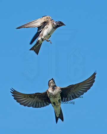 Progne subis  PURPLE MARTIN 9002785
