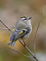 Regulus satrapa GOLDEN-CROWNED KINGLET 1300332