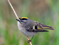 Regulus satrapa GOLDEN-CROWNED KINGLET 3001769