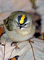 Regulus satrapa GOLDEN-CROWNED KINGLET 35113