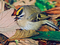 Regulus satrapa GOLDEN-CROWNED KINGLET 35120