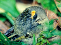 Regulus satrapa GOLDEN-CROWNED KINGLET 35018