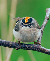 Regulus satrapa  GOLDEN-CROWNED KINGLET 3001772