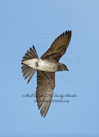 Progne subis  PURPLE MARTIN 8013585