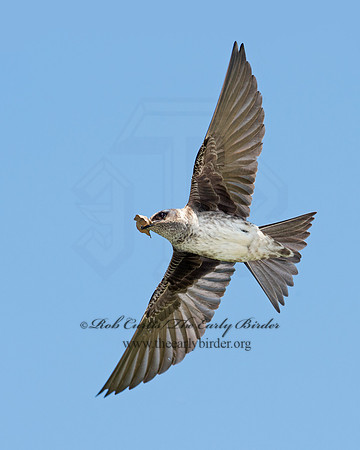 Progne subis  PURPLE MARTIN 9001601
