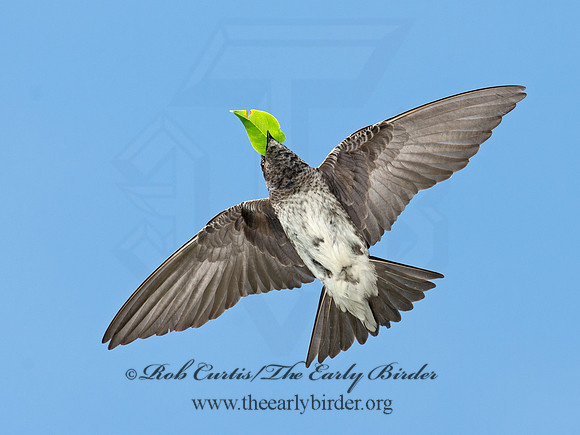 Progne subis  PURPLE MARTIN 9012827