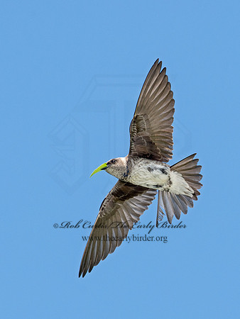 Progne subis  PURPLE MARTIN 9012837