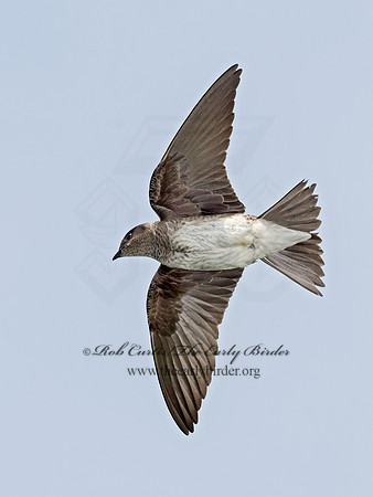 Progne subis  PURPLE MARTIN 9012956