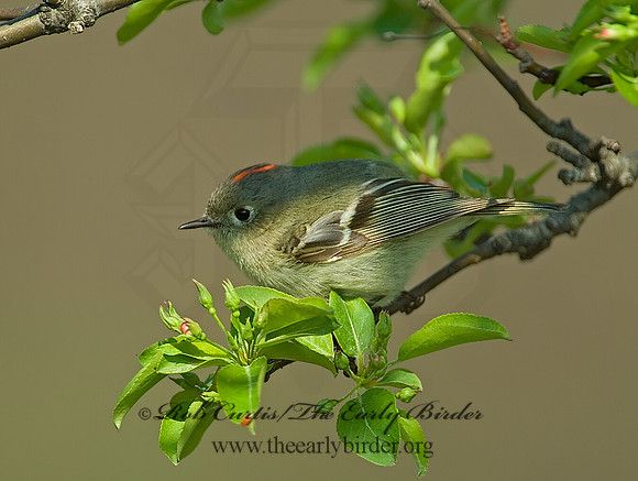 Corthylio calendula  RUBY-CROWNED KINGLET 3000704