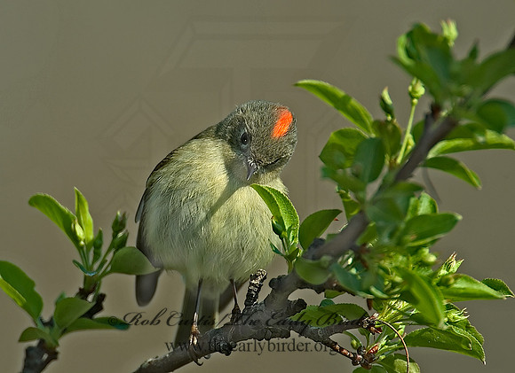 Corthylio calendula  RUBY-CROWNED KINGLET 3000705