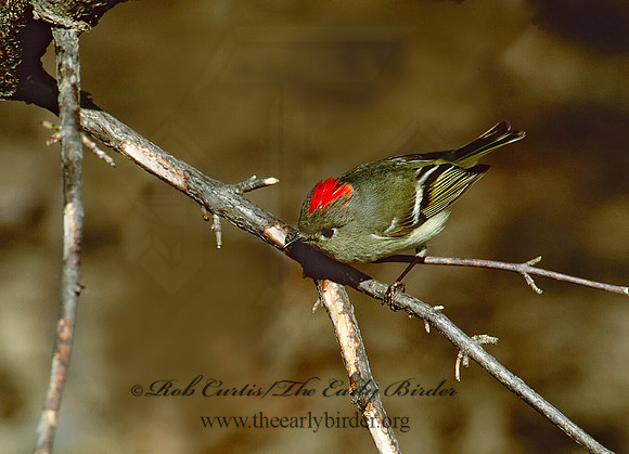 Corthylio calendula  RUBY-CROWNED KINGLET 270016-2