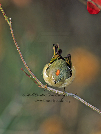 Corthylio calendula  RUBY-CROWNED KINGLET 139321