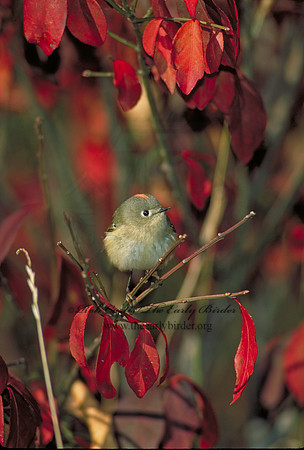 Corthylio calendula  RUBY-CROWNED KINGLET 139324