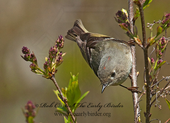 Corthylio calendula  RUBY-CROWNED KINGLET 3007209