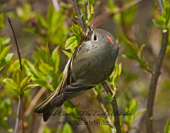 Corthylio calendula  RUBY-CROWNED KINGLET 3007243