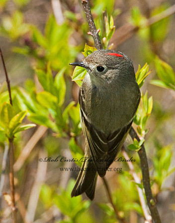 Corthylio calendula  RUBY-CROWNED KINGLET 3007244