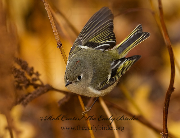 Corthylio calendula  RUBY-CROWNED KINGLET 7013655