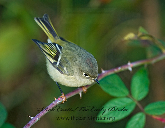 Corthylio calendula  RUBY-CROWNED KINGLET 7015657