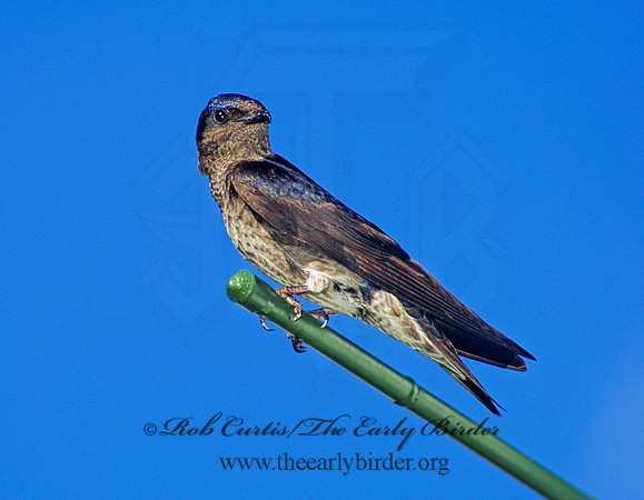 Progne subis  PURPLE MARTIN 135427