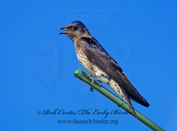 Progne subis  PURPLE MARTIN 135428
