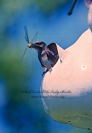 Progne subis  PURPLE MARTIN 135634