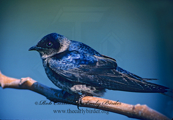 Progne subis  PURPLE MARTIN 27030