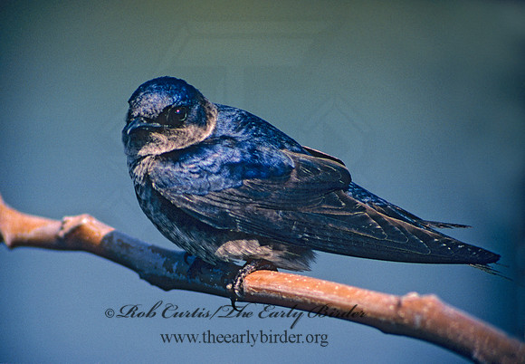 Progne subis  PURPLE MARTIN 27031