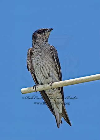 Progne subis  PURPLE MARTIN 5007823