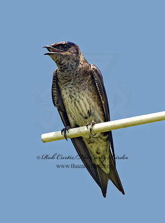 Progne subis  PURPLE MARTIN 5007826